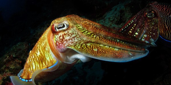 le calamar des iles similans
